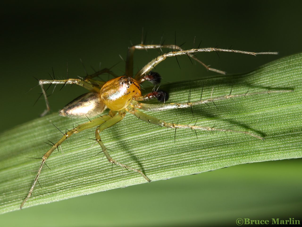 Male Lynx Spider - Oxyopes salticus