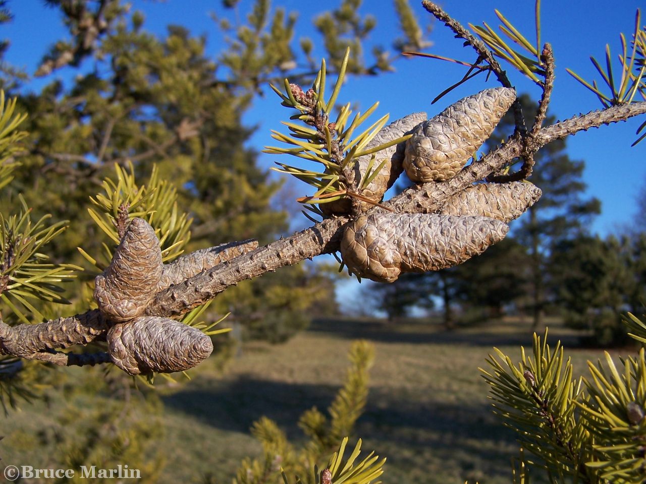 Jack Pine cones & foliage