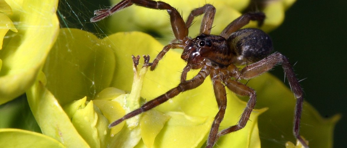 Pirate Wolf Spider - Pirata sp.