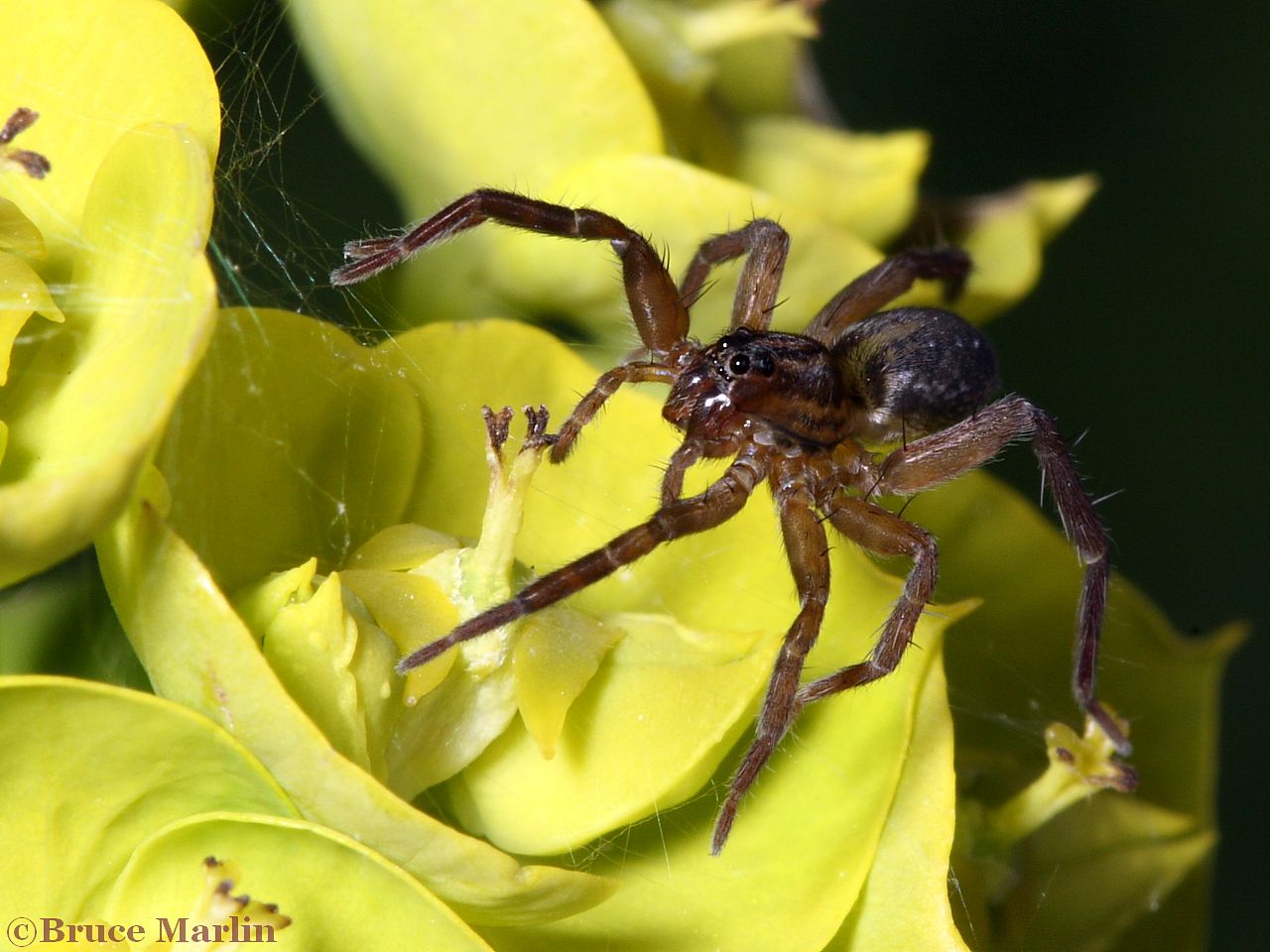 color photo Pirate Wolf Spider - Pirata sp.