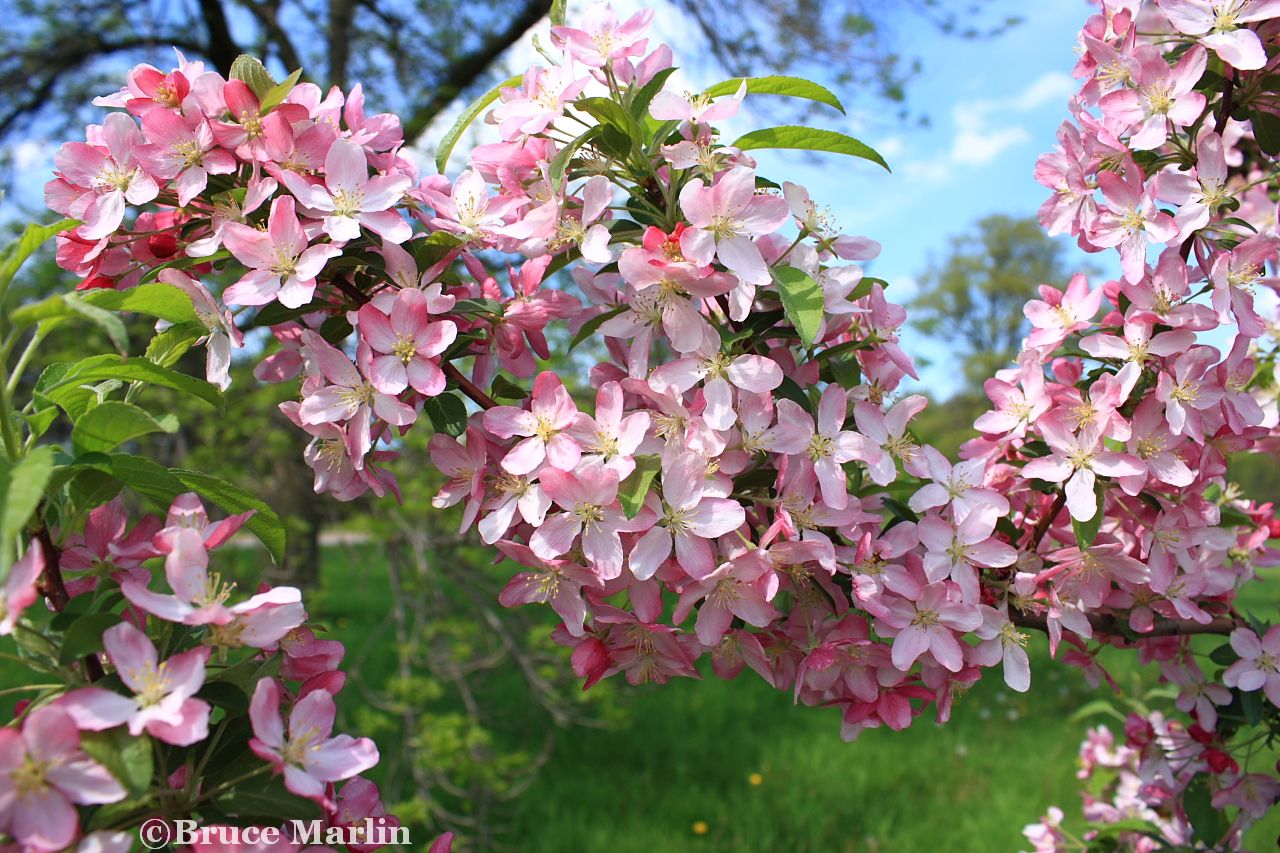 Family Rosaceae - Pink Satin Crabapple Blossoms