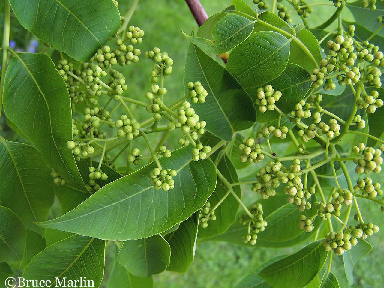 Rutaceae - Cork and Citrus Family