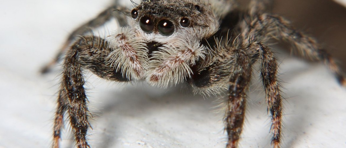 Female Jumping Spider Platycryptus undatus