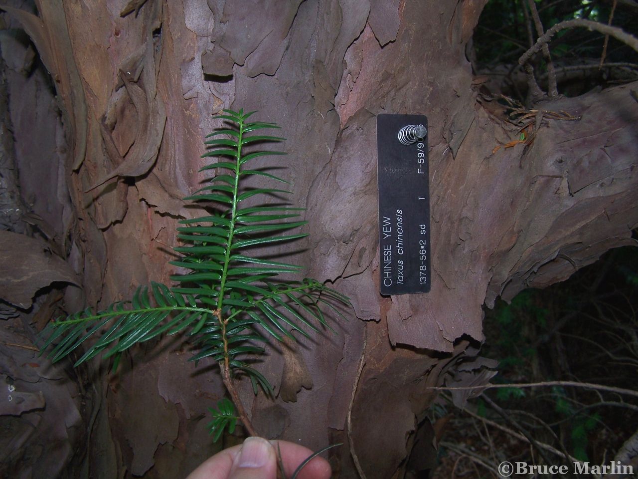 Chinese Yew Bark & Foliage