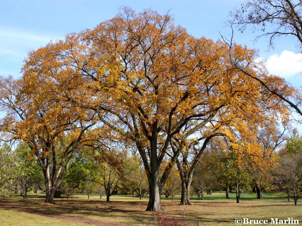 North American Trees Leaf Identification