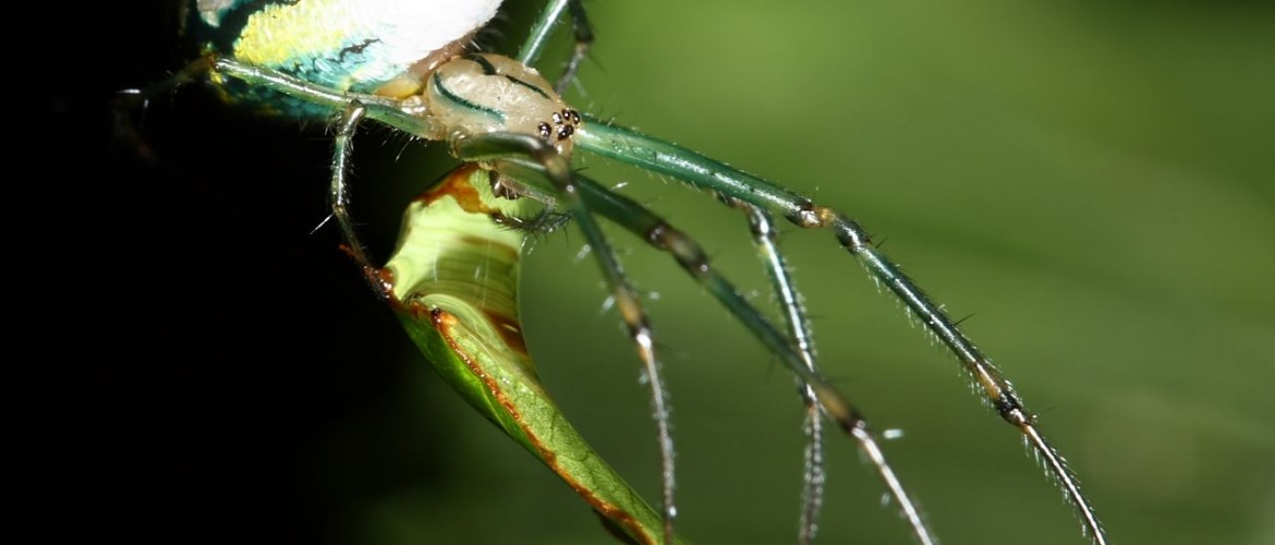 Venusta Orchard Spider