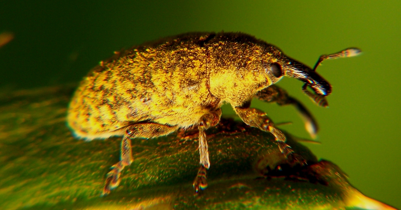 Pollen-covered weevil